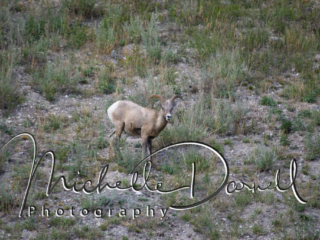 Bighorn Sheep, Canmore, Alberta, Canada
